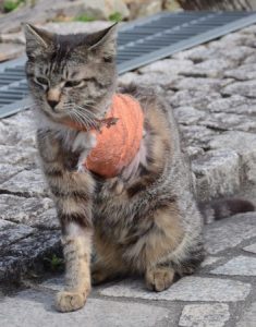 【鳥獣保護】猫の楽園(鞆の浦)でトラバサミの被害相次ぐ 男性「自宅敷地内での害獣駆除目的で、法律違反には当たらない」