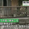 東京都大田区仲池上の川沿いで焼けた猫の死骸見つかる 警視庁が動物愛護法違反の疑いで捜査