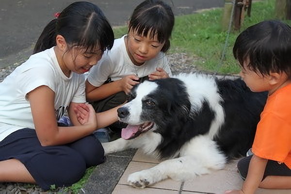 白岳自然公園の看板犬ボーダーコリーのロンがスズメバチから幼児らかばう 自ら標的に