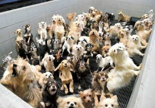 「子犬工場(パピーミル)」 400匹を過密飼育 飼育員は2人 動物虐待などで刑事告発へ
