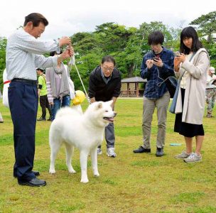 ザキトワ効果で秋田犬人気沸騰の一方で飼育放棄された秋田犬の殺処分が後を絶たない現実も