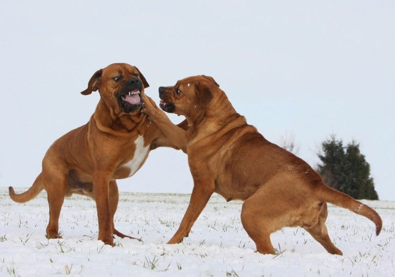 イギリスなどでは土佐犬は危険犬種に指定されている