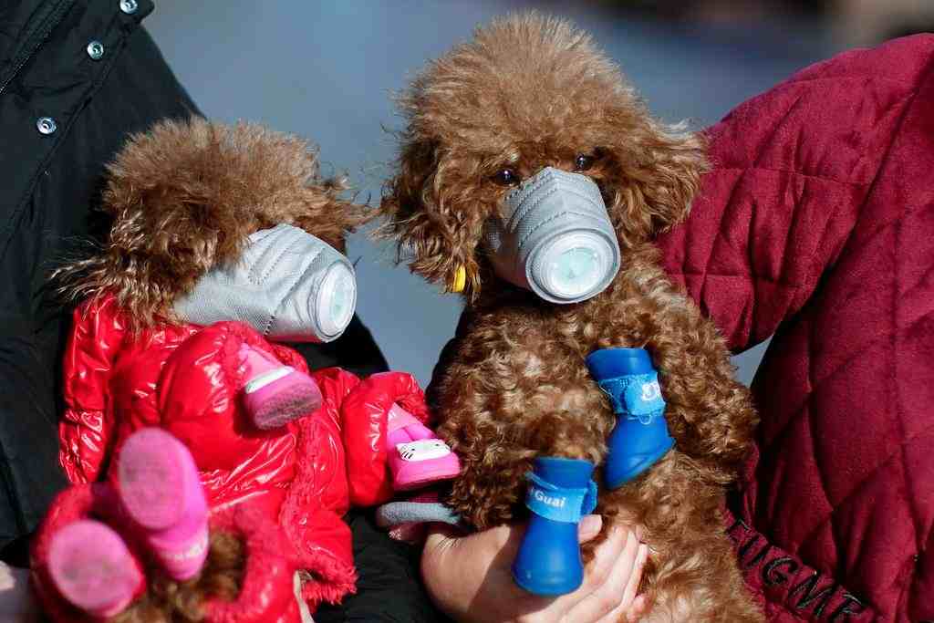香港で感染者のペットの犬に弱陽性反応