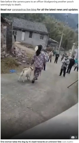 新型コロナウイルスの拡散防止を理由に中国で村中の犬が撲殺