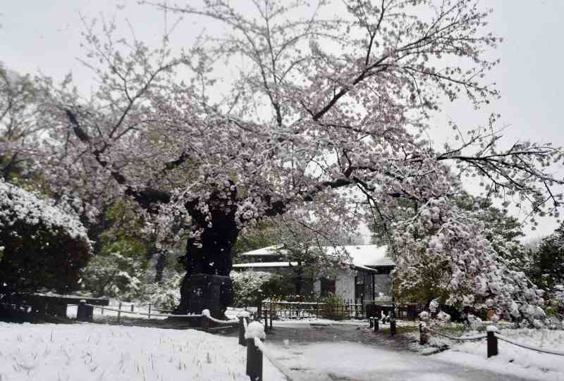 関東甲信の広い範囲で雪 都心で3月下旬積雪は32年ぶり