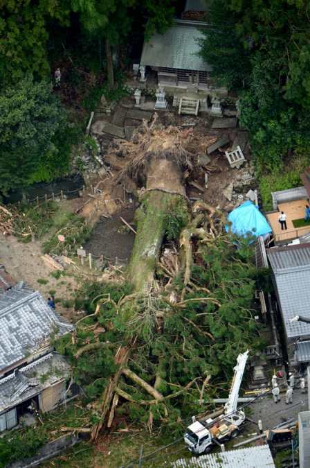 岐阜県瑞浪市の「大湫神明神社」の樹齢1200年以上のご神木が大雨で倒れる 県の天然記念物に指定された大杉
