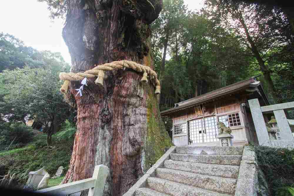 大湫宿 神明神社の大杉