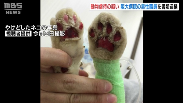 阪大病院の臨床検査技師が飼い猫にアルコールをかけ火を付け書類送検 「ストレスでやった」