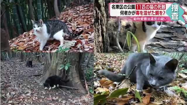 名古屋市名東区の猪高緑地内にある池で3月になって11匹の猫の死骸 愛知県警が捜査