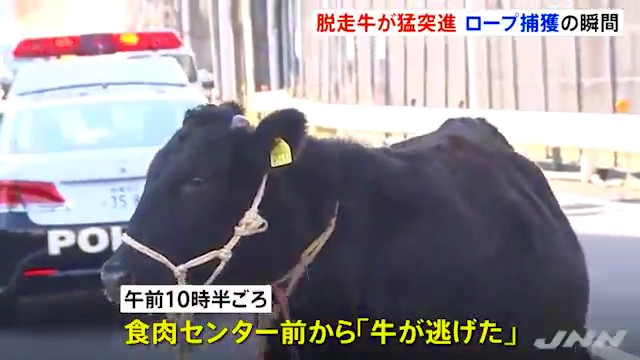 厚木市酒井の「神奈川食肉センター」から牛が逃走 牛に驚いて転んだ女児など3人がケガ Twitterに現地の様子