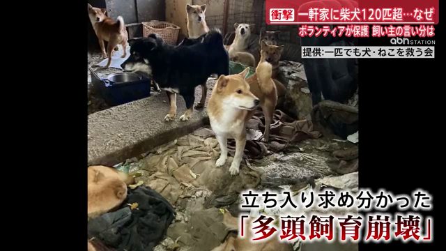 一軒家に柴犬122匹 多頭飼育崩壊 「一匹でも犬・ねこを救う会」が保護 長野・東信地域