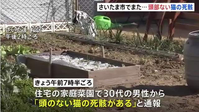 さいたま市桜区神田の住宅の畑で頭のない猫の死骸 さいたま市で猫の死骸が見つかるのはこれで4件目