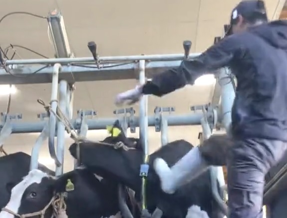 大田原農場 でフィリピン人従業員が乳牛に殴る蹴るの暴行 TikTokに自ら動画投稿