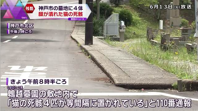 神戸市北区山田町の「鵯越墓園」の敷地内に顔の一部が潰れた4匹の猫の死骸