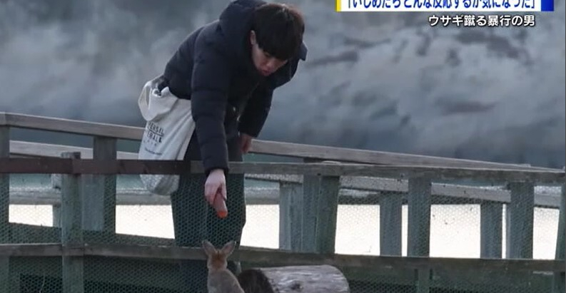 堀田陸を動物愛護法違反で逮捕 竹原市忠海町の大久野島(ウサギの島)でウサギを蹴って死なす 少なくとも77匹の死骸を確認