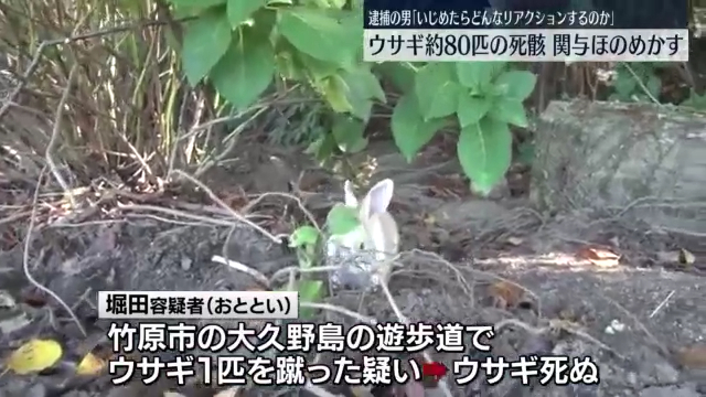 現場は竹原市忠海町の大久野島(ウサギの島)