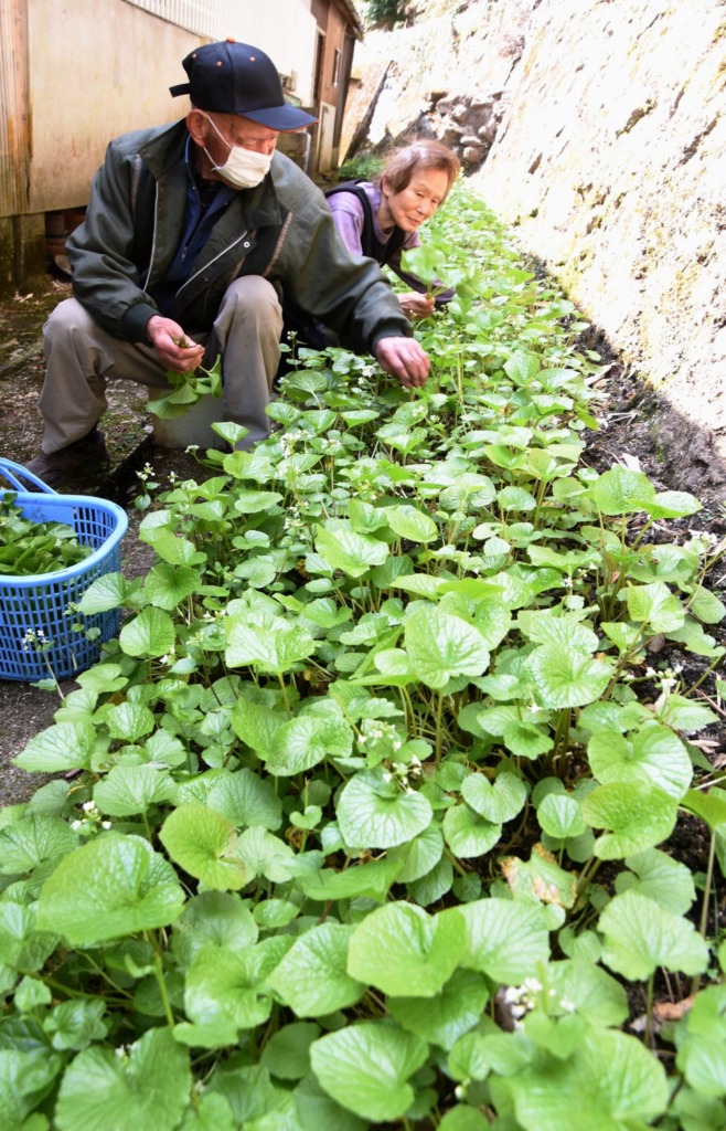 田中繁子さんは葉ワサビ農家