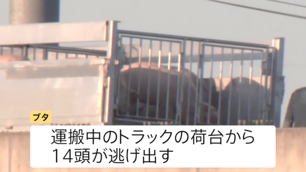 西尾市江原町の国道23号西尾東インター付近でトラックの荷台からブタ14頭が逃走 Twitter(X)に現地の様子