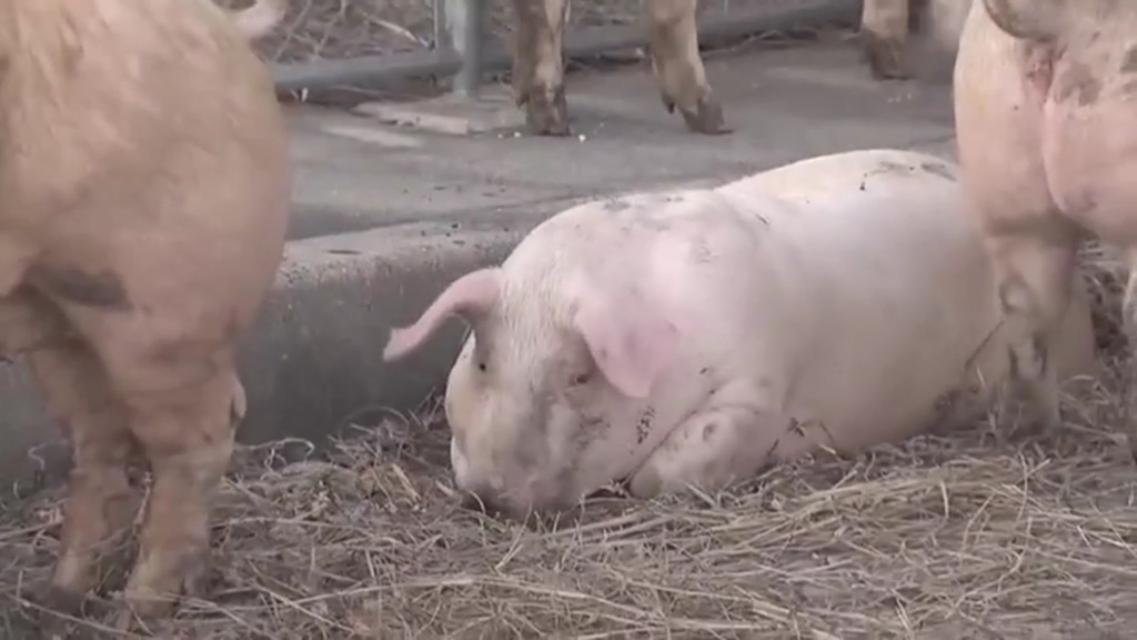 西尾市江原町の国道23号西尾東インター付近でトラックの荷台からブタ14頭が逃走 Twitter(X)に現地の様子