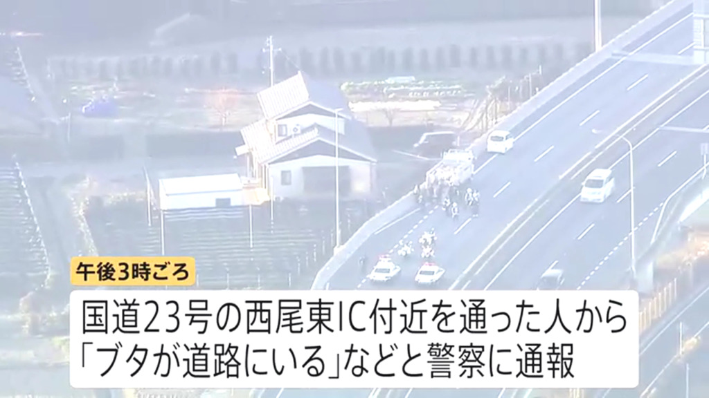トラックの運転手「少なくとも14匹のブタを運搬していた」
