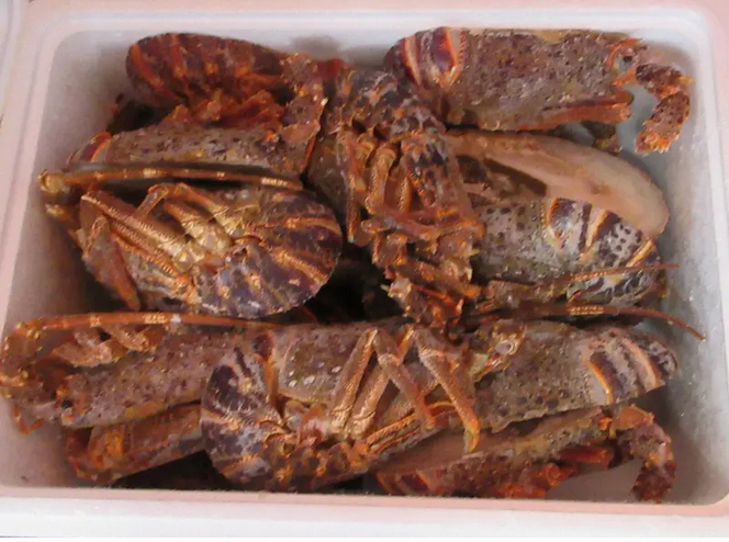 会社代表「外国産の伊勢海老という認識だった」