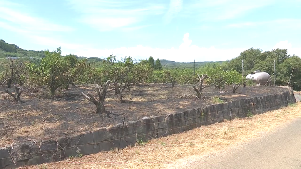 現場は熊本県玉東町西安寺のミカン畑