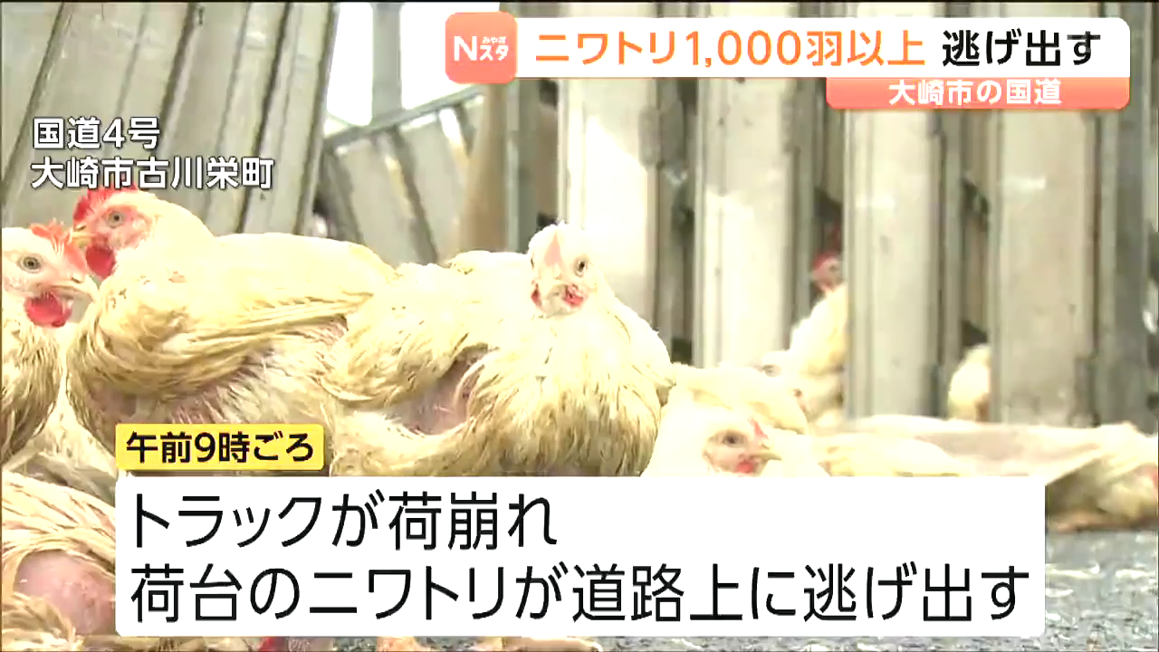 大崎市古川栄町の国道4号でトラックが荷崩れを起こし1000羽以上のニワトリが路上に Twitter(X)に現地の様子