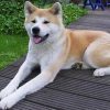 【ペット】飼い犬にかまれ女性死亡=3歳雄の秋田犬―北海道