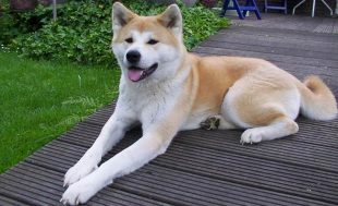 【ペット】飼い犬にかまれ女性死亡＝3歳雄の秋田犬―北海道