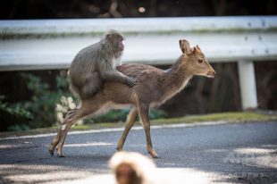 屋久島で鹿と交尾を試みる猿が確認されたらしい