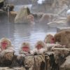 飼育のサル57頭を駆除 千葉の動物園、交雑種と判明で
